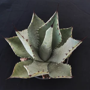 Agave temacapulensis