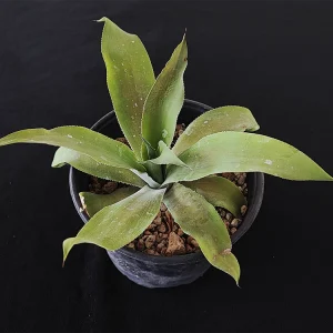 Agave vazquezgarciae