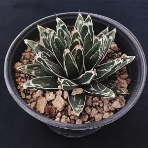 Agave victoria-reginae
