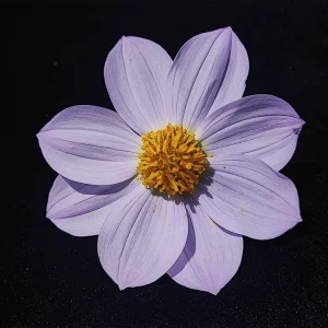 Dahlia calzadana