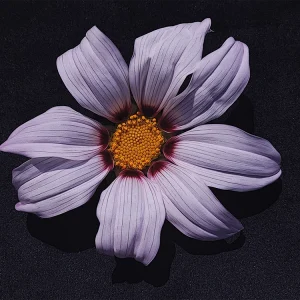 Dahlia campanulata