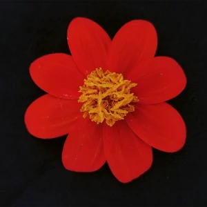 Dahlia coccinea