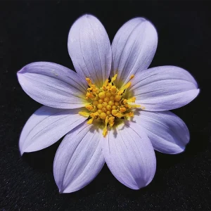 Dahlia disecta