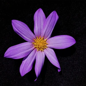 Dahlia gypsicola