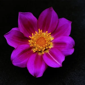Dahlia hintonii x op