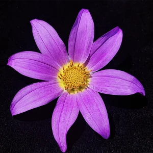 Dahlia scapigeroides