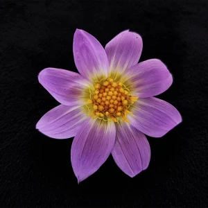 Dahlia tamaulipana