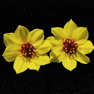 Dahlia tenuis