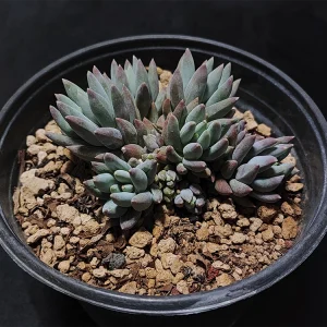 Pachyphytum coeruleum