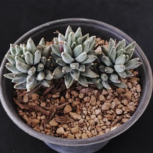 Pachyphytum compactum
