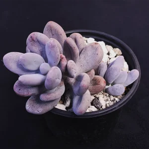 Pachyphytum confusum