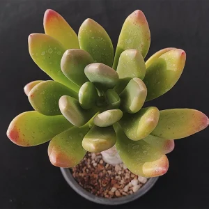 Pachyphytum fittkaui