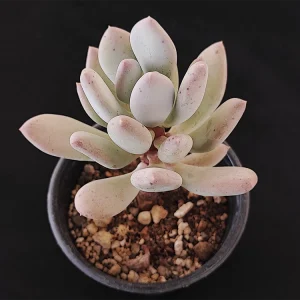 Pachyphytum glutinicaule