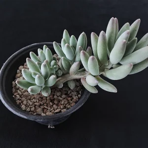 Pachyphytum hookeri