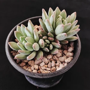 Pachyphytum huastecanum