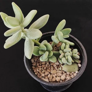 Pachyphytum rogeliocardenasii
