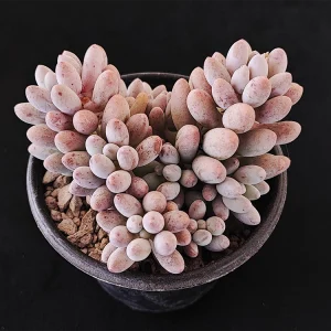 Pachyphytum rzedowskii