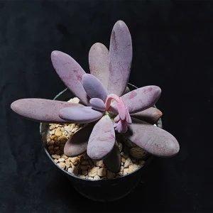 Pachyphytum saltense