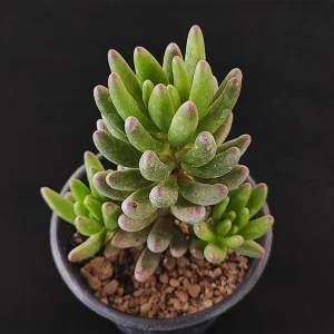 Pachyphytum viscidum