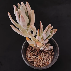Pachyphytum wedermannii gris/naranja