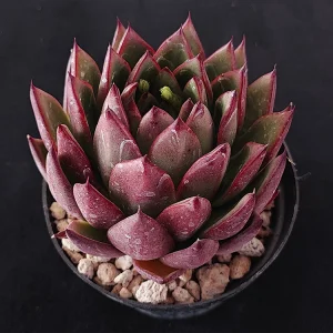 Echeveria agavoides F