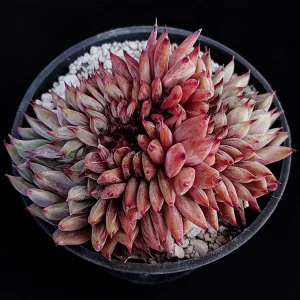 Echeveria colorata selecta crestada