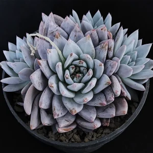 Echeveria colorata michoacana extragrande