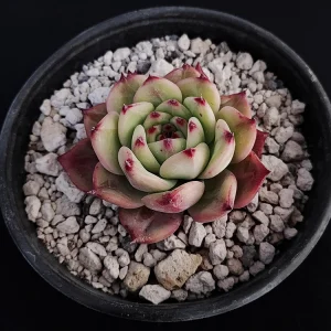 Echeveria colorata selecta 10