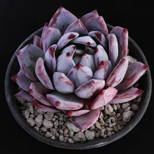 Echeveria colorata selecta 11