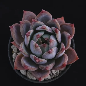 Echeveria colorata selecta 12
