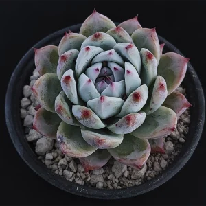 Echeveria colorata selecta14