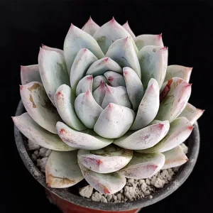 Echeveria colorata selecta 15