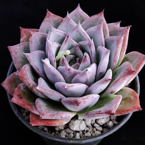 Echeveria colorata selecta 16