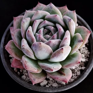Echeveria colorata selecta 17