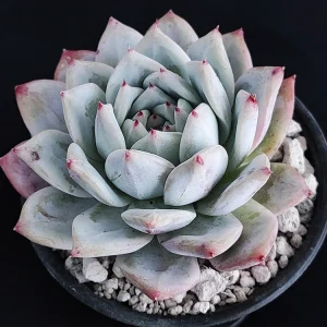 Echeveria colorata selecta 1