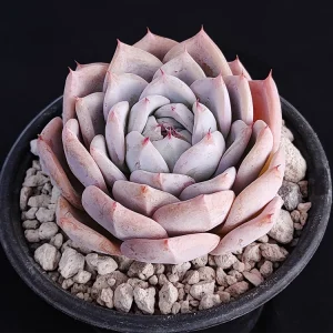 Echeveria colorata selecta 5