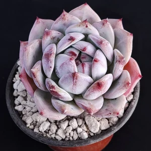 Echeveria colorata selecta 6