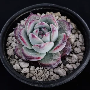 Echeveria colorata selecta 7