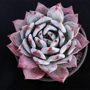 Echeveria colorata selecta 8