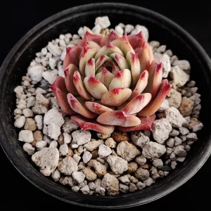 Echeveria colorata selecta 9