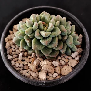 Echeveria cuquitae