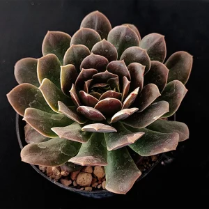 Echeveria eurychlamis