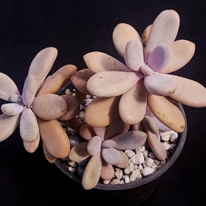 Graptopetalum amethystinum
