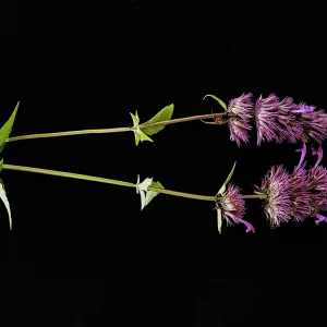 Agastache mexicana (Toronjil)