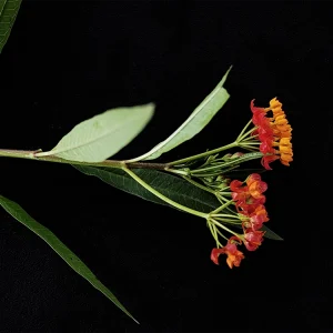 Asclepias curassavica