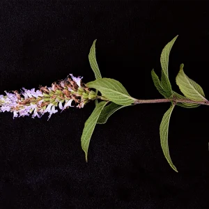 Cunila lithryfolia