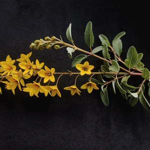 Galphimia glauca