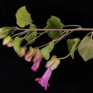 Lophospermun purpusi
