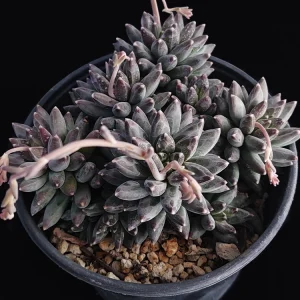 Pachyphytum compactum