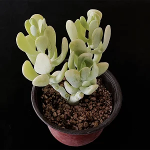Sedum allantoides